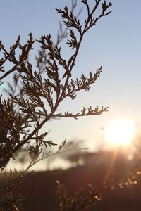 Close-up of plants against sunset