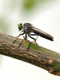 Close-up of insect on wood