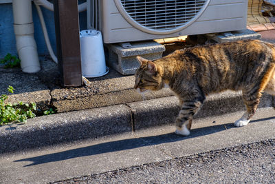 Full length of a cat on street in city