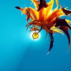 Low angle view of yellow flowers