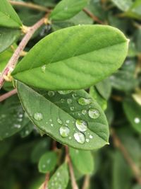 Close-up of wet plant