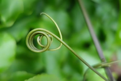 Close-up of spiral leaf