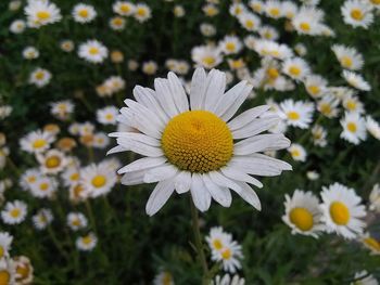 Close-up of daisy flowers