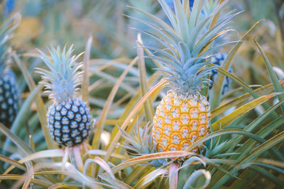 Close-up of fruits growing on plant