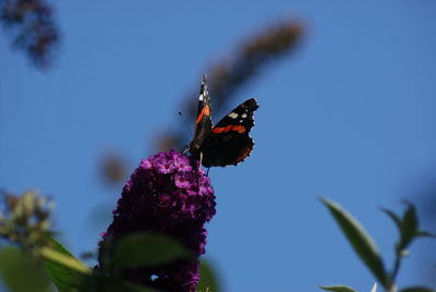 Low angle view of red admiral butterfly on buddleia against clear sky