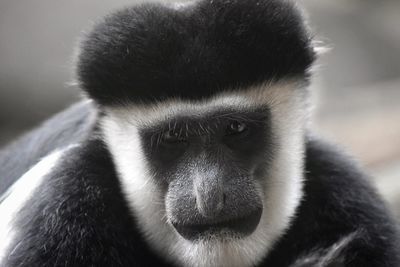 Close-up portrait of monkey