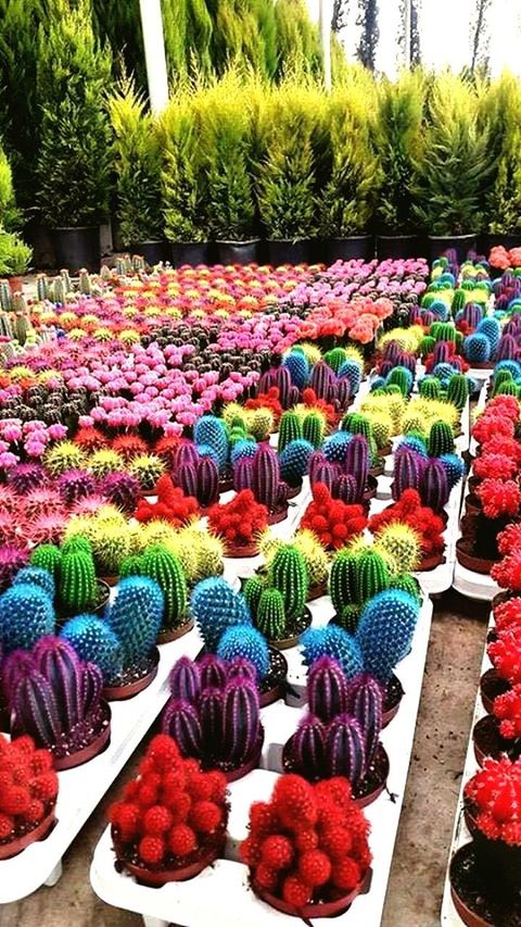 COLORFUL FLOWERS FOR SALE IN MARKET