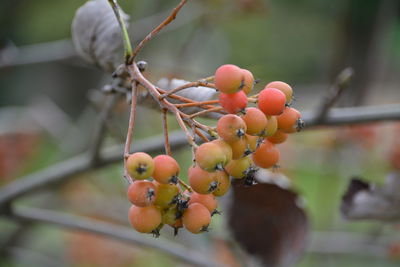 Close-up of berries growing on tree