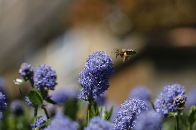 Close-up of bee pollinating on lavender