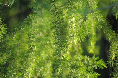 Close-up of pine tree