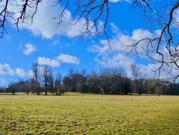 Trees on field against sky