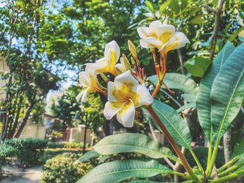 Close-up of yellow flowering plant