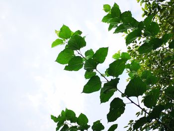 Low angle view of leaves against sky