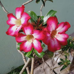 Close-up of pink flowering plant