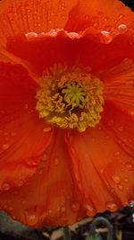 Close-up of red hibiscus blooming outdoors