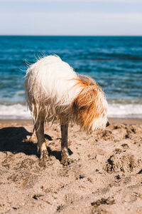 View of an animal on beach