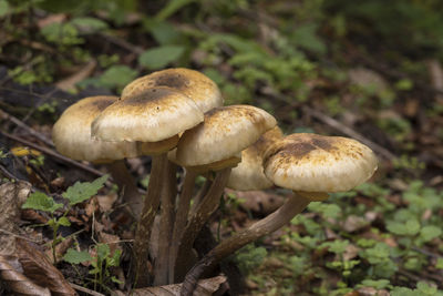 Close-up of mushroom growing in forest