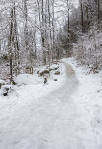 Snow covered land amidst trees in forest