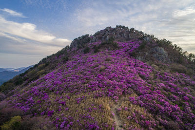 Scenic view of purple flowering plants on land against sky