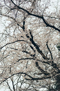 Low angle view of cherry blossom against sky