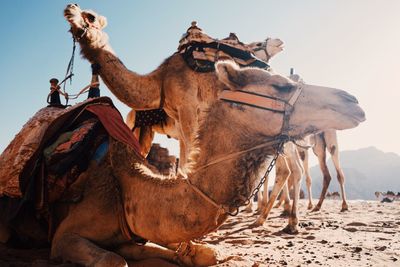 View of a horse on desert