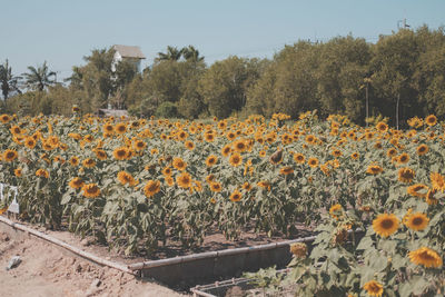 Flowers growing on field by trees against sky