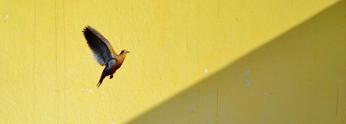 Close-up of bird flying against yellow wall