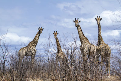 Giraffes on field with bare trees in foreground