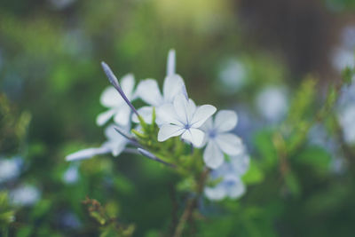 Close-up of white flowers blooming outdoors