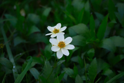 Close-up of white flowering plant