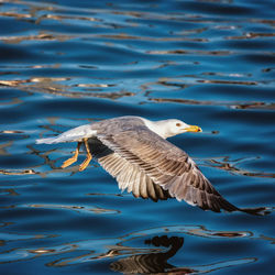 Close-up of gray heron