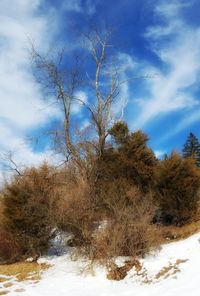 Close-up of tree against sky