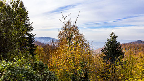 Plants growing on land against sky during autumn