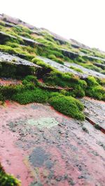Close-up of moss on rock against sky
