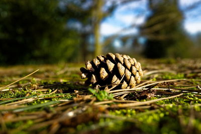 Surface level view of fallen pine cone and sticks