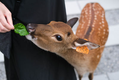 Feeding deer at deer farm. 