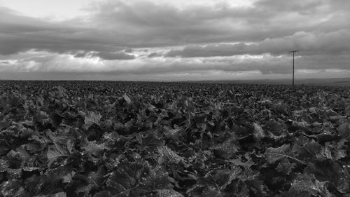 Plants growing on field against sky