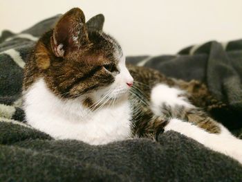 Close-up of cat relaxing on floor