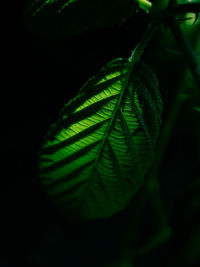 Close-up of leaves against black background