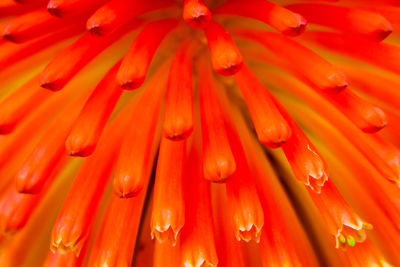 Full frame shot of wet red flower