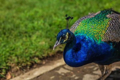 Close-up of a peacock