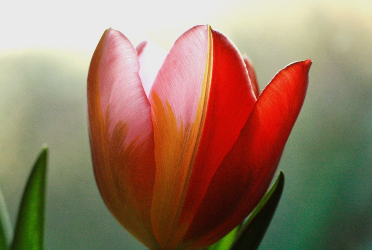 flower, plant, flowering plant, close-up, tulip, beauty in nature, freshness, fragility, petal, inflorescence, nature, flower head, plant stem, macro photography, growth, no people, red, leaf, focus on foreground, plant part, day, outdoors