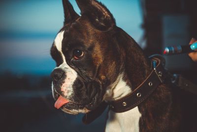 Close-up of dog looking away