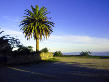 Palm trees against blue sky