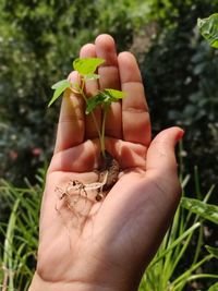 Close-up of hand holding plant