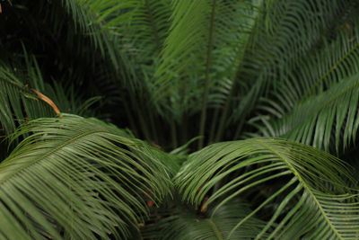 Close-up of palm tree leaves