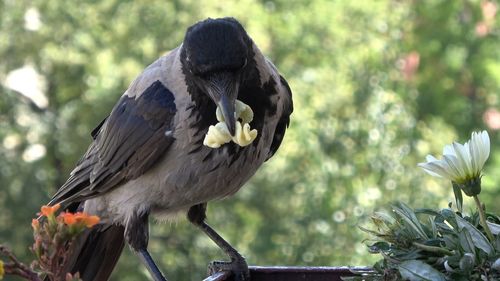 Close-up of bird perching on a plant