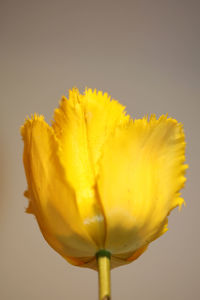 Close-up of yellow flower against white background