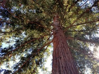 Low angle view of trees in forest