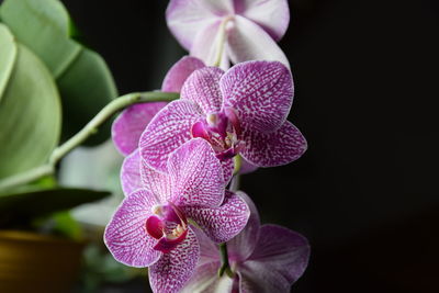 Close-up of purple orchid flower